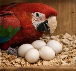 Green-Wing Macaw Eggs