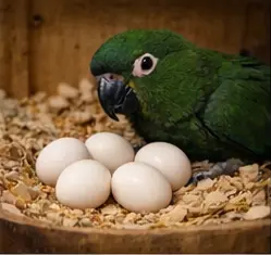 Hahn’s Macaws Eggs