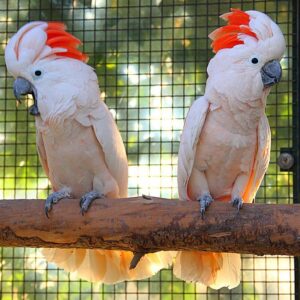 Kael and Liora, a bonded young Moluccan Cockatoo duo with soft salmon crests.