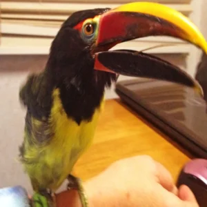 Baby male Green Aracari Toucan Iro available for sale