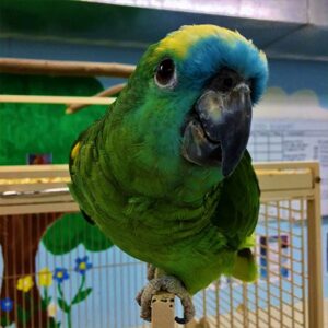Meliora, a juvenile female Blue-Fronted Amazon with soft turquoise mask and calm curiosity.
