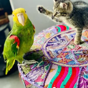 Selphira, a 10-month juvenile female Double Yellow-Headed Amazon with a brightening golden mask and calm curiosity.