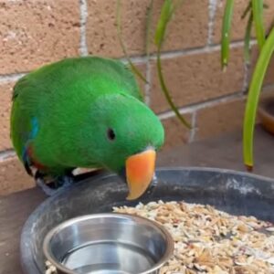 Marivelle, a juvenile female Grand Eclectus showing deepening crimson layers and graceful young movement
