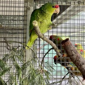 Seloria, a juvenile female Lilac-Crowned Amazon with soft lavender crown glow and gentle curiosity.