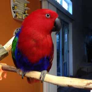Lunavera the juvenile female Red-Sided Eclectus with velvet crimson depth and graceful confidence