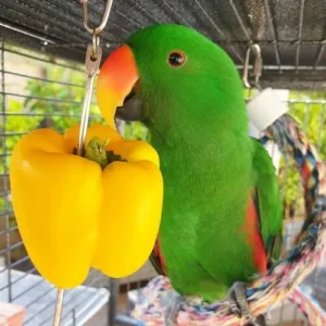 Seraluna, a juvenile female Solomon Island Eclectus with ocean-emerald brightness and warm young femininity