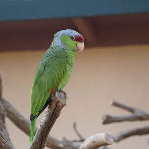 Velorin, a juvenile Lilac-Crowned Amazon with soft violet crown bloom and curious intelligence.