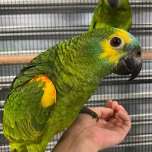 Corvian, a 9-month juvenile male Blue-Fronted Amazon with bright turquoise forehead and lively curiosity.
