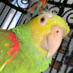 Malvian, an 11-month juvenile male Double Yellow-Headed Amazon with early golden mask and bright temperament.