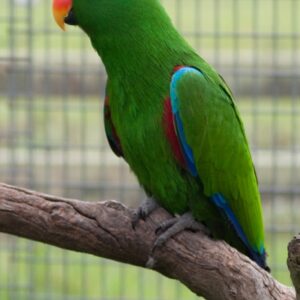 Veridian, a juvenile male Grand Eclectus with expanding emerald depth and calm young confidence