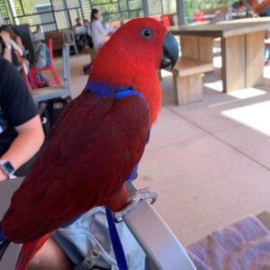 Ravelon the juvenile male Red-Sided Eclectus with deepened emerald saturation and calm intelligence