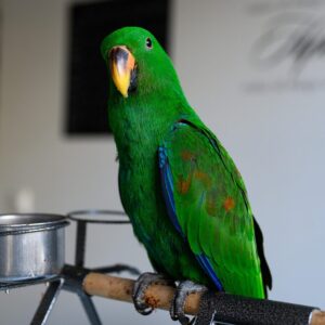 Sahir the juvenile male Solomon Island Eclectus with balanced green luminosity and confident perch control