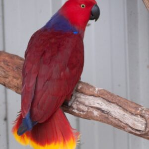 Ravion, a juvenile male Vosmaeri Eclectus with glowing crimson plumage and calm young confidence
