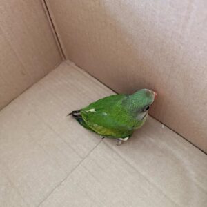 Baby male Mustache Parakeet named Kaelen with bright green plumage