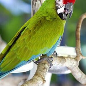 Young male Military Macaw named Kaelith with green plumage and red forehead