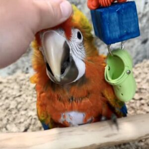 Baby male Scarlet Macaw named Kaelrix with vibrant red, yellow, and blue feathers