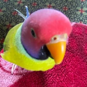 Baby male Plum-Headed Parakeet with early head colouring