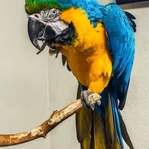 Kairo, a young Blue & Gold Macaw perched gently at Exotic Birds Farm.
