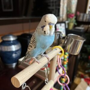 Young male sky blue budgerigar named Kairo showing vibrant blue feathers