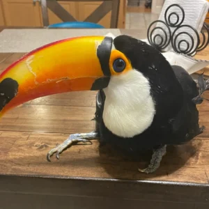 Baby male Toco Toucan Kairox with developing beak coloration