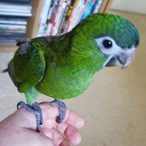Young male Hahn’s Macaw named Kalyxen with green plumage and red shoulder patch
