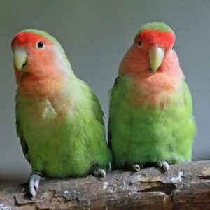 Peach-Faced Lovebird duo perched together