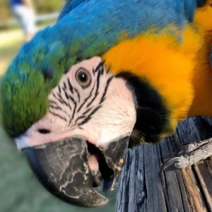 Leo, a hand-tamed Blue & Gold Macaw perched calmly at Exotic Birds Farm.