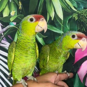 Alderyn and Seraphiel, a bonded Lilac-Crowned Amazon pair with vivid lavender crowns and synchronized behavior.