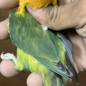 Baby female Fischer’s Lovebird with soft tri-color facial tones