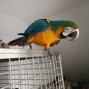 Liora, a sweet hand-tamed blue yellow macaw perched calmly.