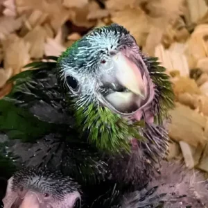 Baby female Hahn’s Macaw named Lioren with green plumage and red shoulder patch