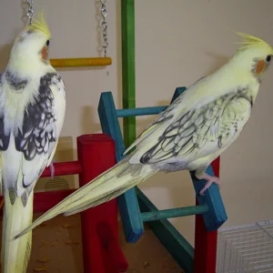 Pearl cockatiel pair with golden lacing perched side-by-side in coordinated harmony