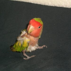 Baby female Peach-Faced Lovebird with soft pastel colouring