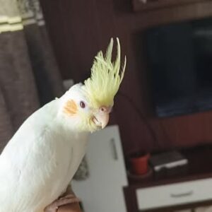 Lumira young female Lutino cockatiel with soft yellow plumage and graceful crest lift