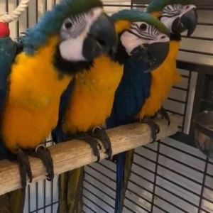 A tame blue and gold macaw trio perched closely together at Exotic Birds Farm