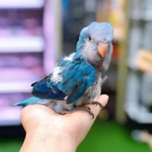 Baby female Blue Quaker Parakeet named Lunara with soft sky-blue feathers