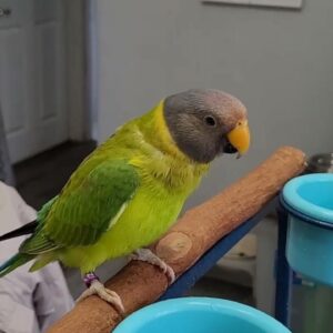 Young female Plum-Headed Parakeet with pastel plum facial tones