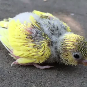 Baby female sky blue budgerigar named Lyrielle perched calmly