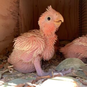 Isolde, a 4.2-month baby female Major Mitchell’s Cockatoo with soft pink down and a pastel crest.