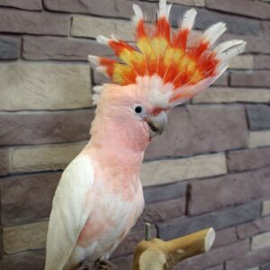 Lumea, a 10.8-month juvenile female Major Mitchell’s Cockatoo with a vibrant sunset-colored crest.