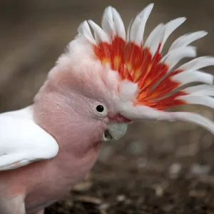 Elyon, an 11.2-month juvenile male Major Mitchell’s Cockatoo with a soft pastel crest and elegant pink plumage.