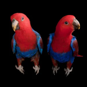 Arion and Serindra, a bonded male and female Red-Sided Eclectus pair showing emerald radiance and crimson velvet shading