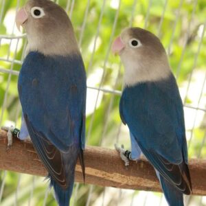 Masked Lovebird couple perched affectionately