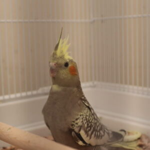 Marvolo baby male Pied cockatiel showing mosaic feather pattern and gentle curiosity