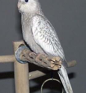Meryx young male Cinnamon cockatiel with rich cocoa plumage and confident stance