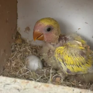 Male baby Peach-Faced Lovebird with soft peach facial colouring