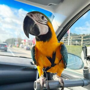 Milo, a young tame blue and gold macaw perched calmly at Exotic Birds Farm
