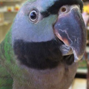 Baby female Derbyan Parakeet with soft teal chest colouring