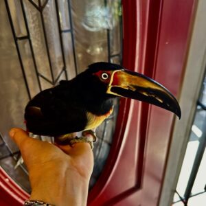 Baby female Collared Aracari Toucan Mireya available for sale