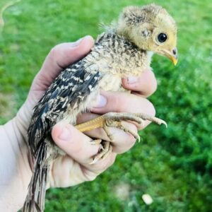 Baby female Lady Amherst’s Pheasant Mireya available for sale